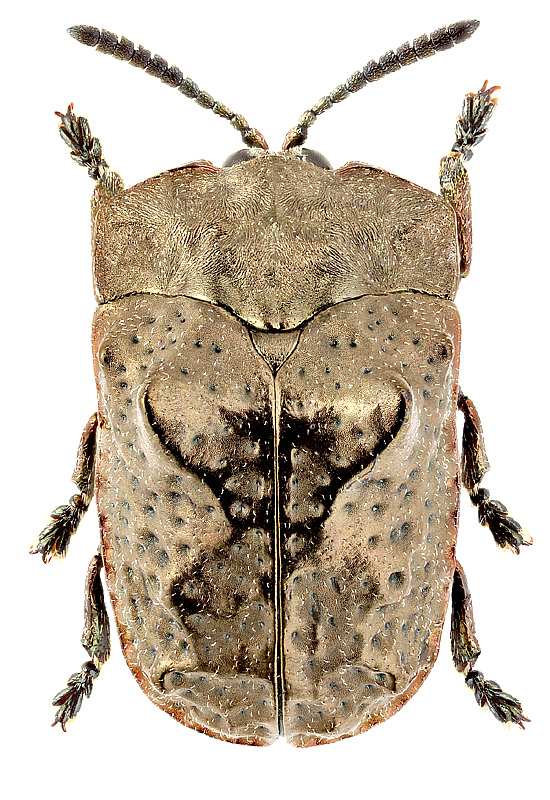 Chlamydocassis (Ceratocassis) laticollis (Boheman, 1850)
