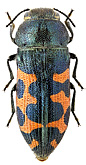 Buprestidae: Acmaeodera ottomana (Frivaldszky, 1837)