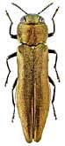 Buprestidae: Agrilus ribesi Schaefer