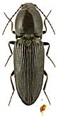 Elateridae: Cardiophorus niponicus Lewis, 1894