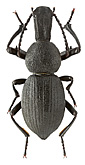 Tenebrionidae: Cephalostenus orbicollis (Ménétriés, 1836)
