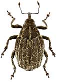 Curculionidae: Ceutorhynchus sophiae Gyllenhal, 1837