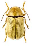 Chrysomelidae: Cryptocephalus tschimganensis Ws.