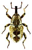 Curculionidae: Elasmobaris signifera (Faust)
