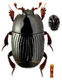 Histeridae: Eudiplister castaneus (Ménétriés, 1832)
