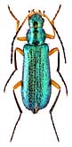 Prionoceridae: Lobonyx turkestanicus (Kraatz, 1882)