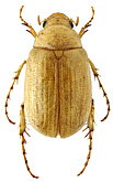 Scarabaeidae: Maladera (Cycloserica) arenicola (Solsky, 1876)