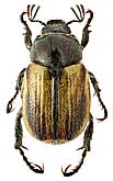Scarabaeidae: Micropertha variabilis (Ballion, 1871)