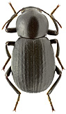 Tenebrionidae: Misolampus goudotii (Guerin - Meneville, 1834)