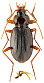 Carabidae: Nebria coreica Solsky, 1875