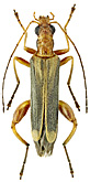 Oedemeridae: Oedemera natolica (Reiche, 1862)