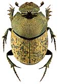 Scarabaeidae: Onthophagus fissicornis (Stev.)