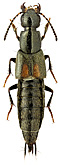 Staphylinidae: Philonthus velatipennis Solsky, 1870
