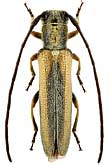 Cerambycidae: Phytoecia ochraceipennis Kraatz, 1882