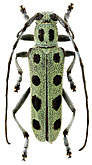Cerambycidae: Saperda octomaculata Blessig, 1873