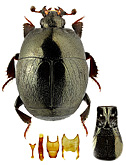 Histeridae: Saprinus strigil Marseul, 1855