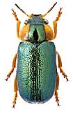 Chrysomelidae: Smaragdina punctatissima (Weise, 1892)