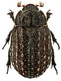 Trogidae: Trox sabulosus (L., 1758)