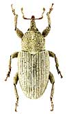 Curculionidae: Tychius morawitzi Becker