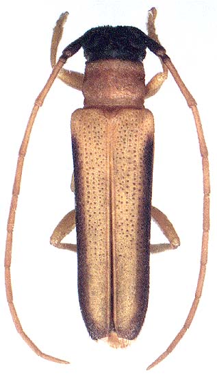 Nupserha marginella