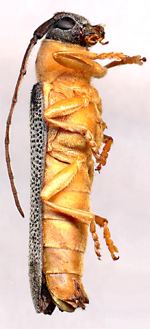 Oberea oculata
