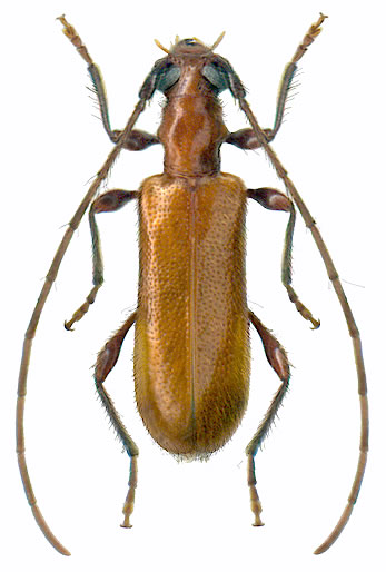 Obrium cantharinum - male