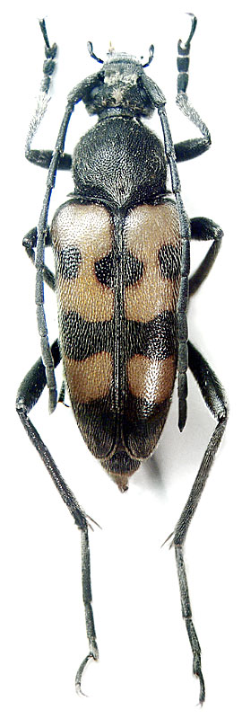  Pachytodes erraticus (Dalm., 1817) 