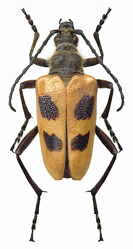 Pachyta quadrimaculata  - male