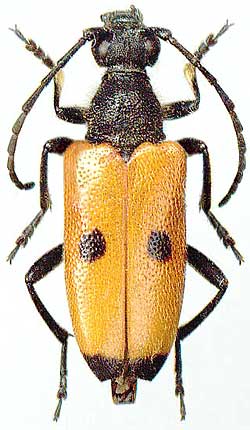 Stictoleptura (Batesiata) tesserula - female