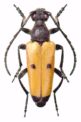 Stictoleptura (Batesiata) tesserula - male