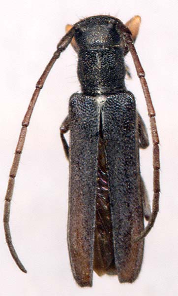 Phytoecia cylindrica