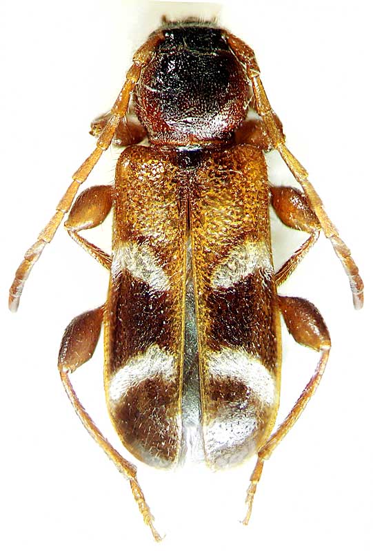 Phymatodes (Poecilium) alni