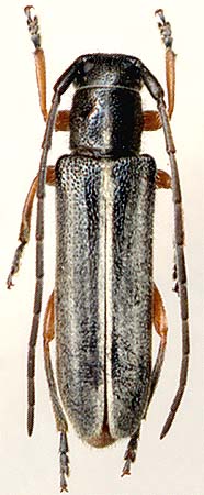 Phytoecia cinctipennis