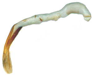 Plectrura metallica: endophallus
