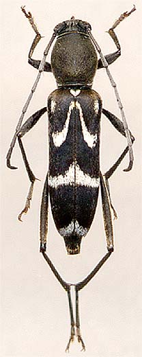 Rhaphuma gracilipes