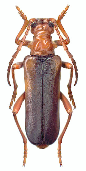 Rhamnusium gracilicorne