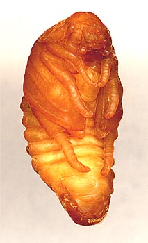  Mimela (= Rhombonyx) holosericea
