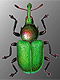 Ринхитиды (Rhynchitidae)