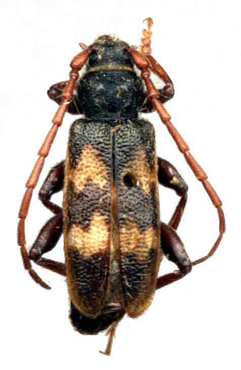  Semanotus undatus  