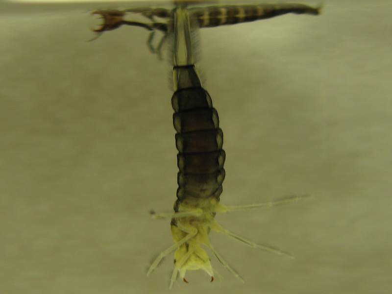 Куколка жука плавунца. Личинка плавунца. Dytiscus Latissimus. Жук плавунец цикл развития. Личинка плавунца и стрекозы