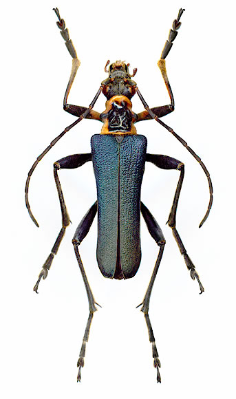 Japanocorus coeruleipennis - male