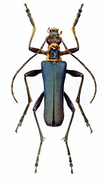 Stenocorus coeruleipennis - male