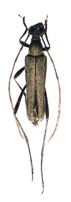 Strangalomorpha tenuis