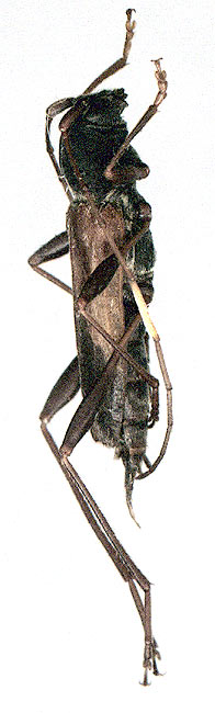 Teratoclytus plavilstshikovi