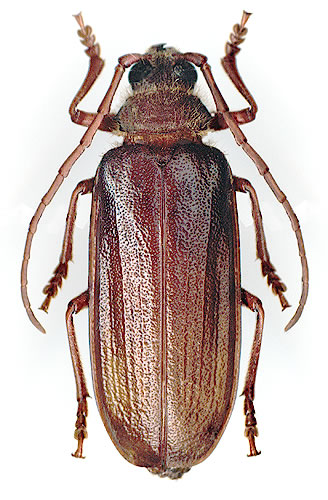 Tragosoma depsarium - male