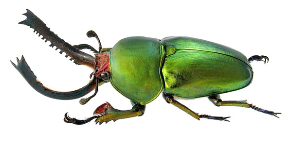 Lamprima adolphinae Gestro, 1876