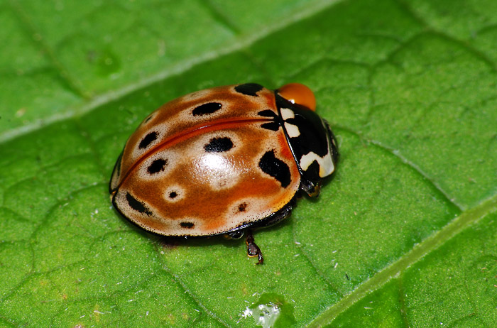 http://www.zin.ru/Animalia/Coleoptera/images/w_700/Anatis_ocellata_2008-004659.jpg