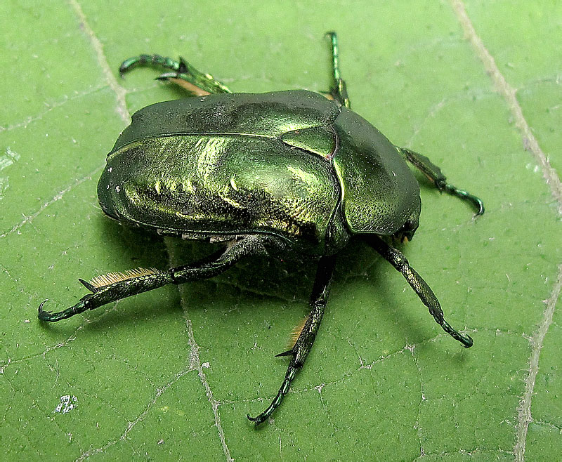 Protaetia (Chrysopotosia) mandschuriensis