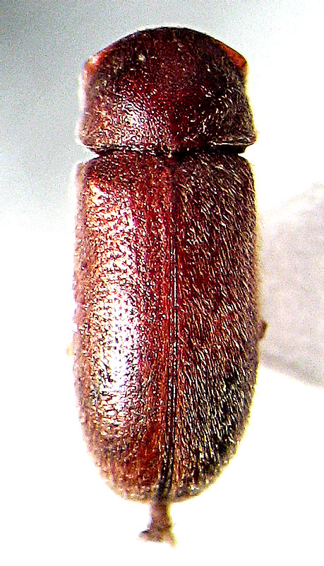 Metholcus phoenicis (Fairmaire, 1859)</b> - det. .. 