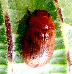 Gonioctena (Goniomena) pallida (Linnaeus, 1758)